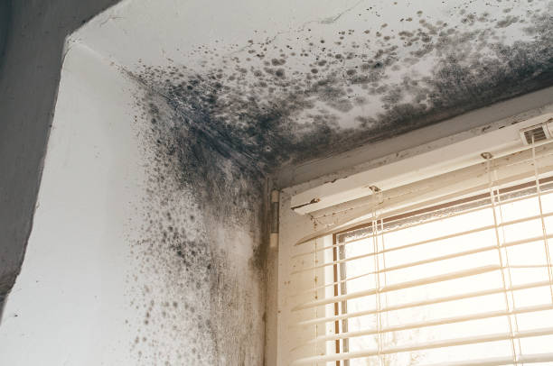 Affordable Basement Mold Removal solutions in Poquoson, VA