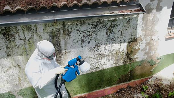 Top rated local Basement Mold Removal specialists in Poquoson, VA
